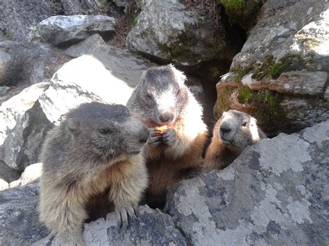 Le marmotte di Chiareggio, in alta Valmalenco .